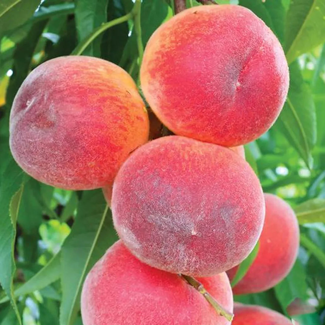 RED HAVEN PEACH 7gal