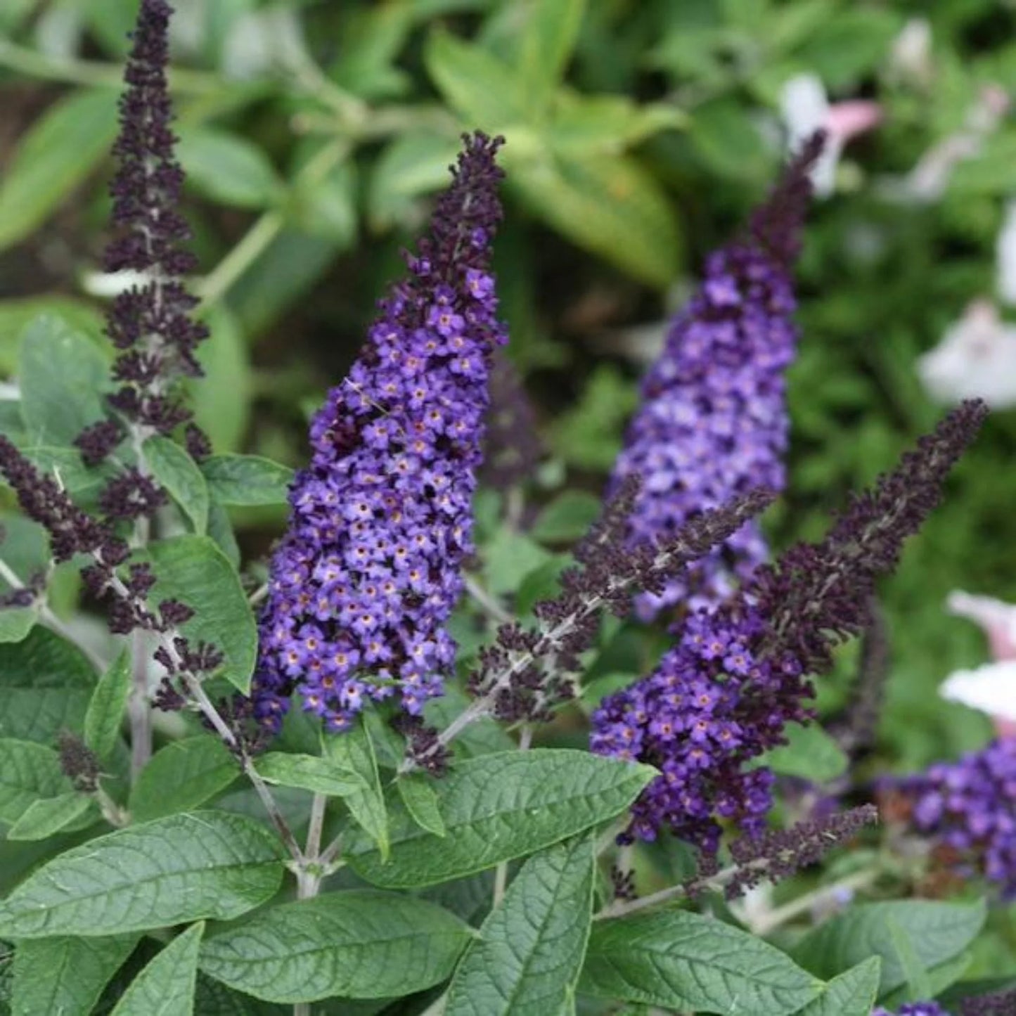 PUGSTER BLUE BUTTERFLY BUSH 3gal