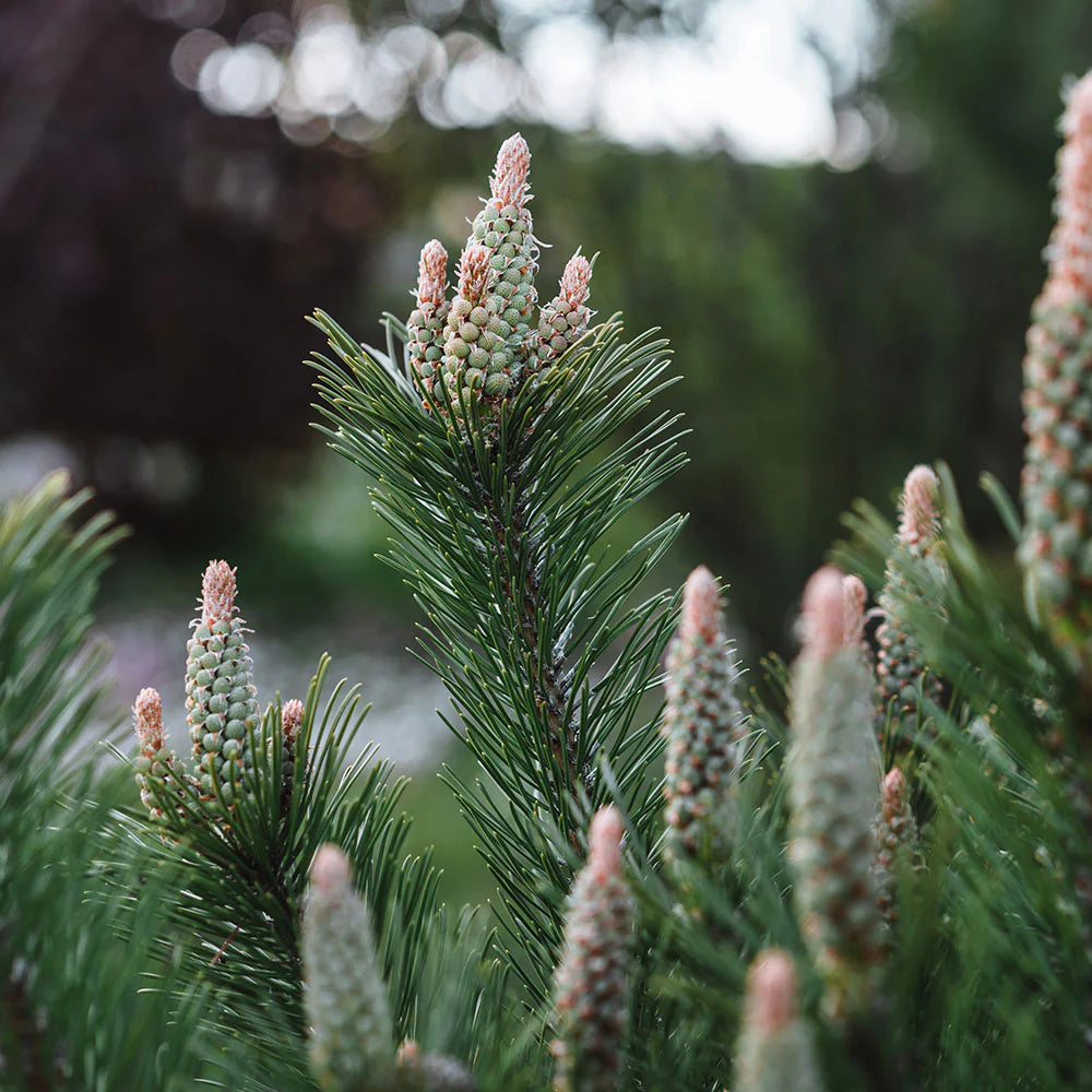 TANNENBAUM MUGO PINE 5gal