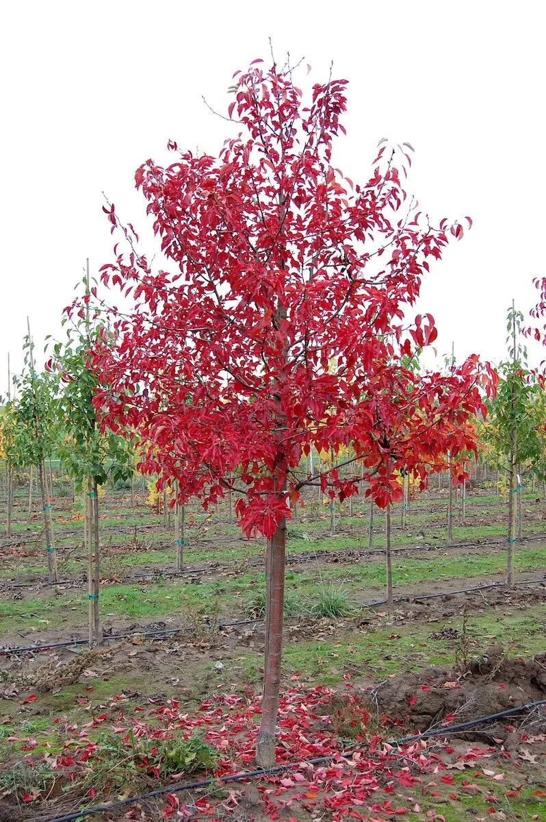 ARISTOCRAT FLOWERING PEAR TREE 10gal