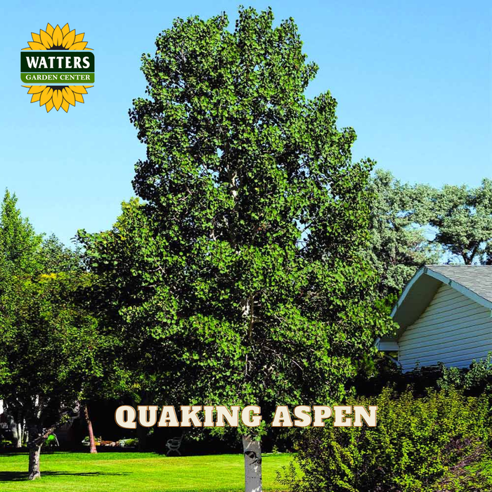 A tall, dense green quaking aspen tree shown in a residential yard with grass, shrubs, a house, and blue sky. The Watters Garden Center logo appears in the top left, and the text 'QUAKING ASPEN' is overlaid near the bottom.