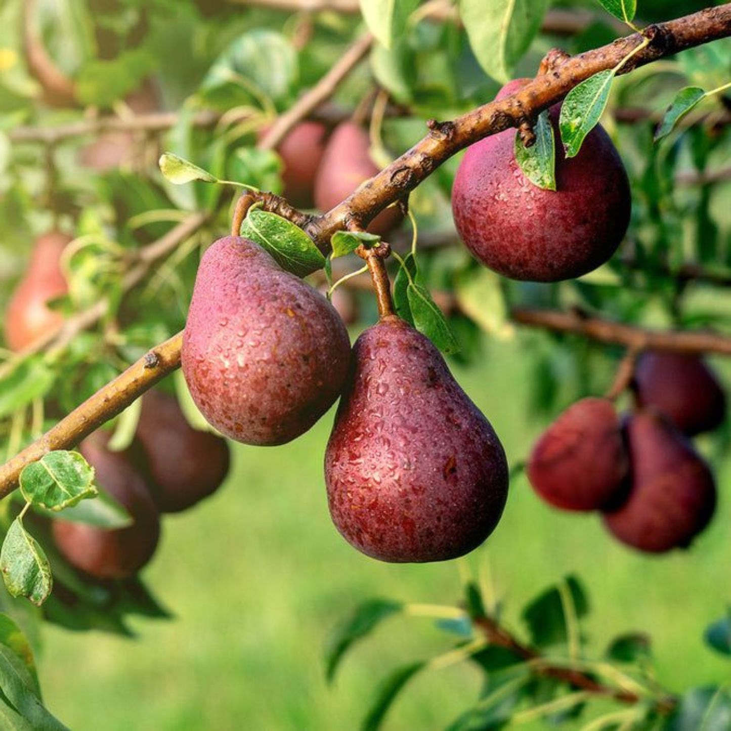 Ripe pears hanging on a tree branch with green leaves.