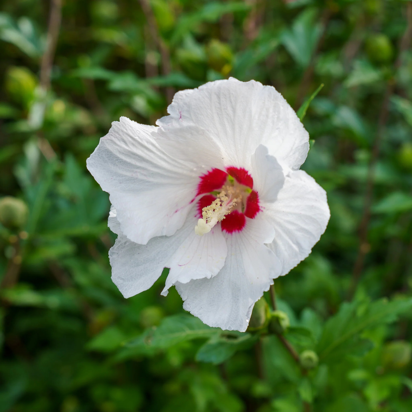 A single white hibiscus flower with a bright red center and pale yellow stamens, photographed against a blurred green leafy background.