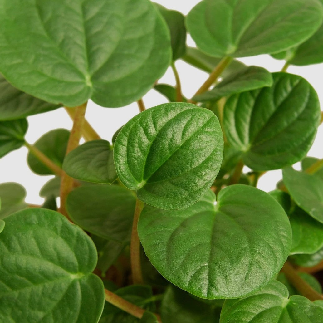 RANA VERDE PEPEROMIA 6in