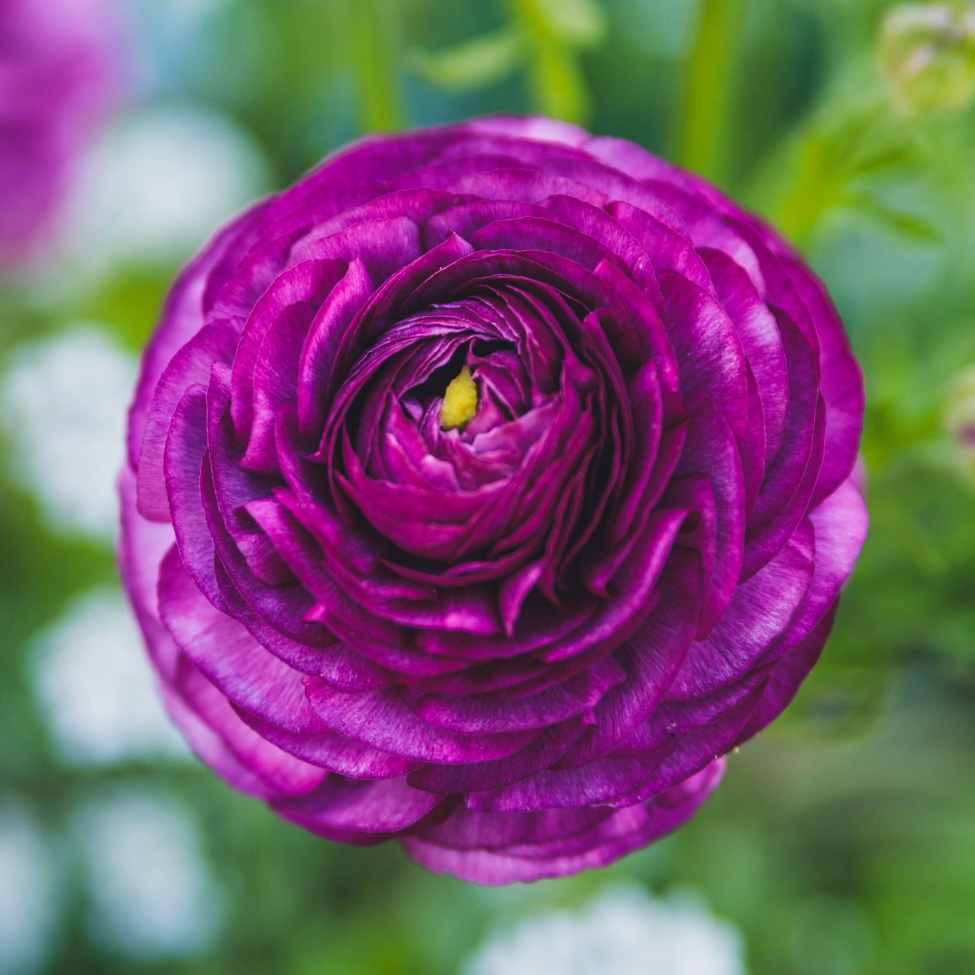 Ranunculus - Tecolote Royalty Collection