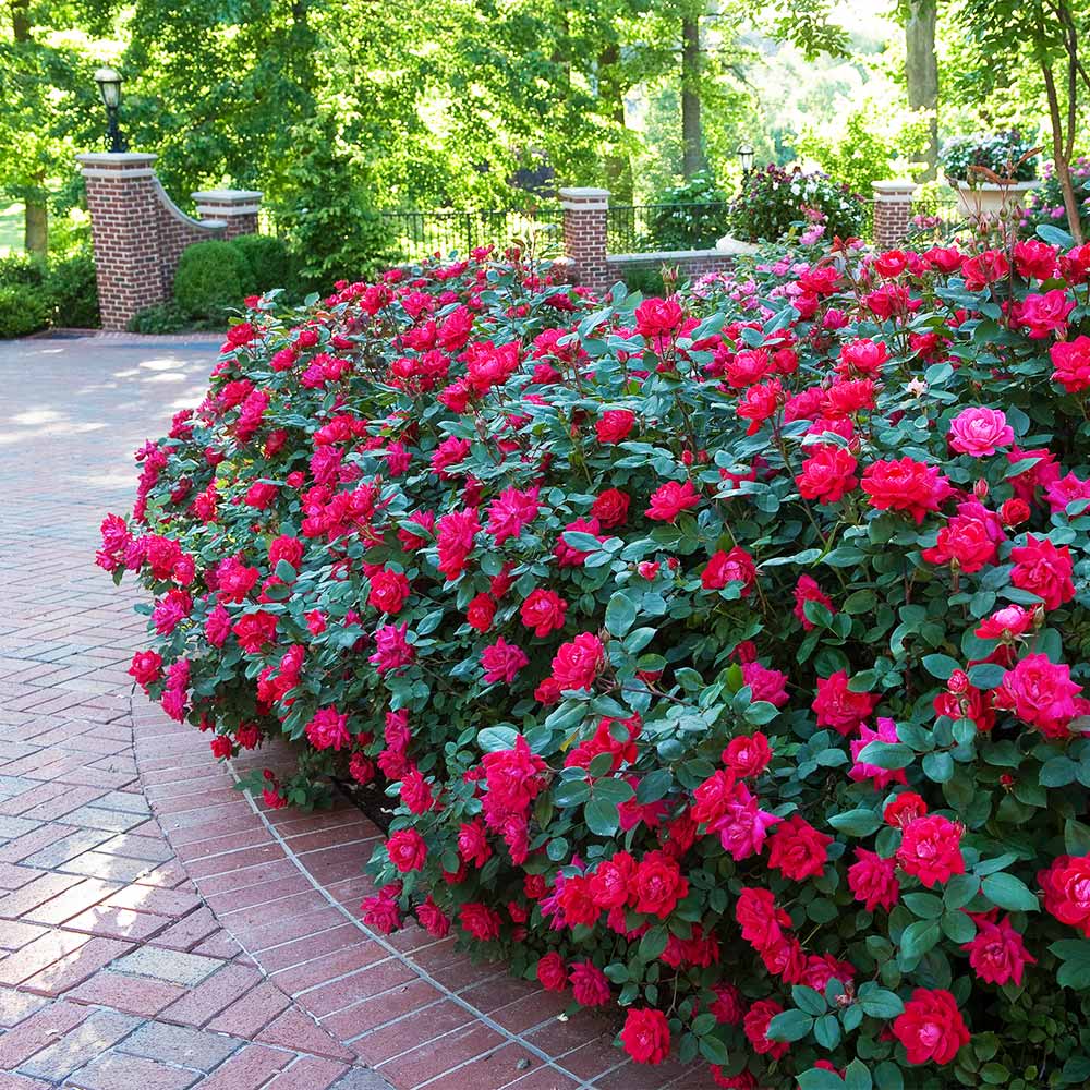 DOUBLE RED ROSE 2gal