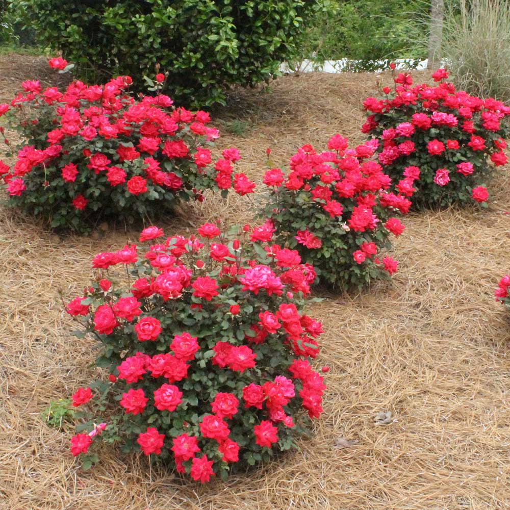 DOUBLE RED ROSE 2gal