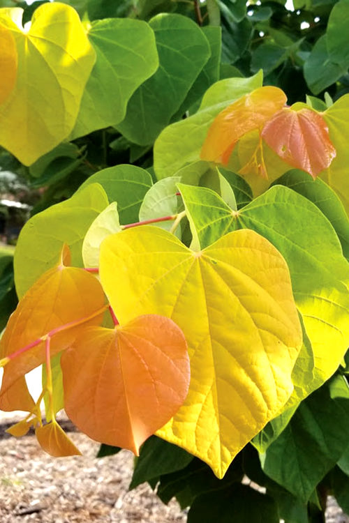 RISING SUN REDBUD 3gal