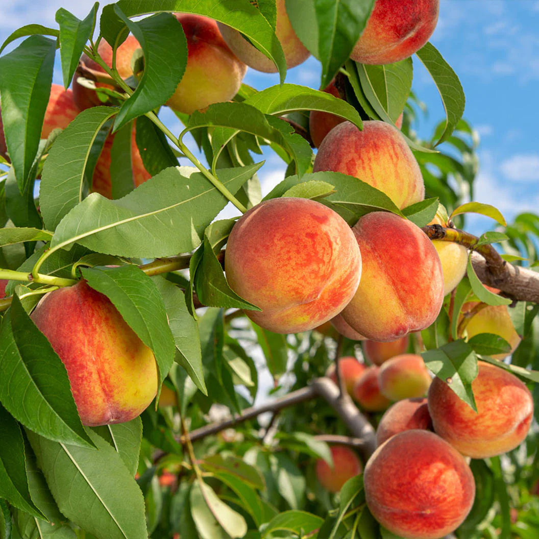 RELIANCE PEACH TREE 10gal