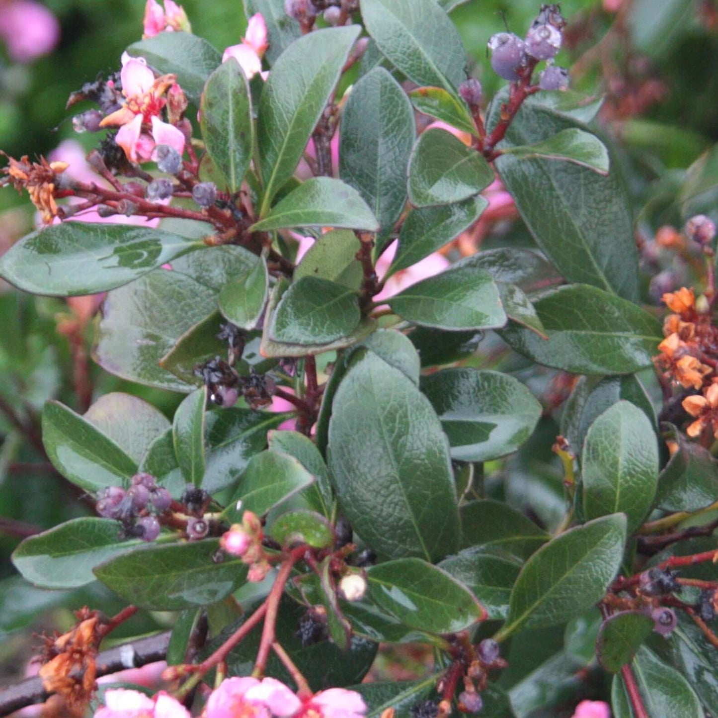 BALLERINA HAWTHORN 2gal