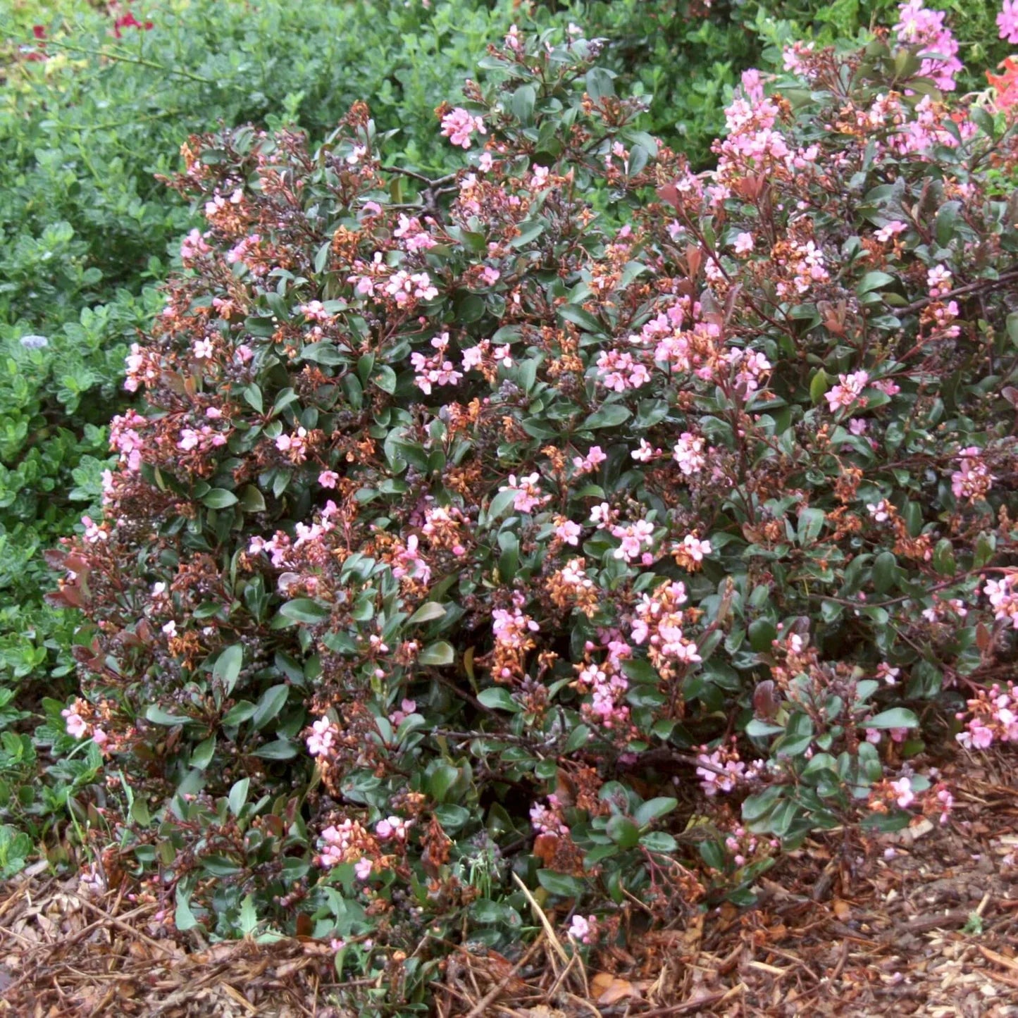 BALLERINA HAWTHORN 2gal