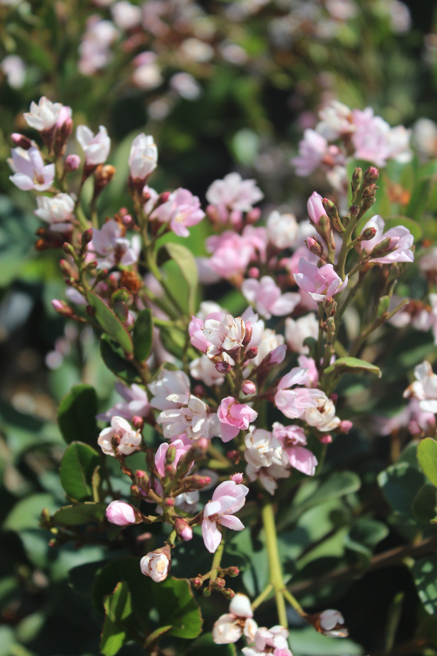 BALLERINA HAWTHORN 2gal