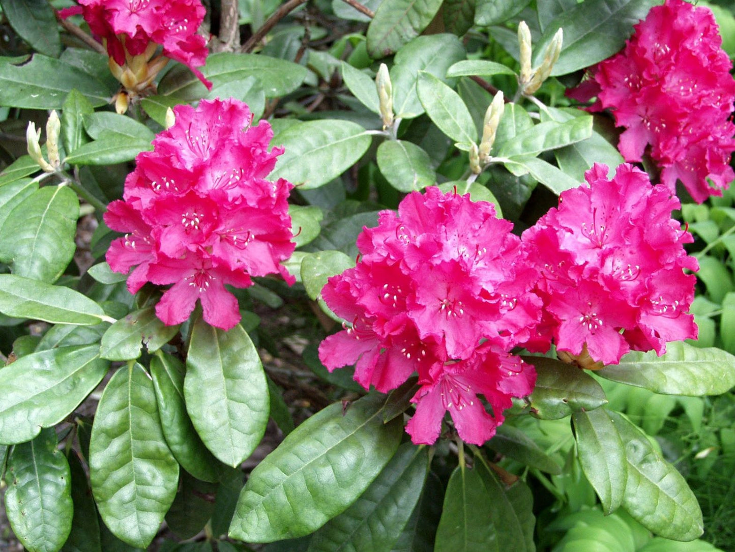 HELLIKKI RHODODENDRON 2gal
