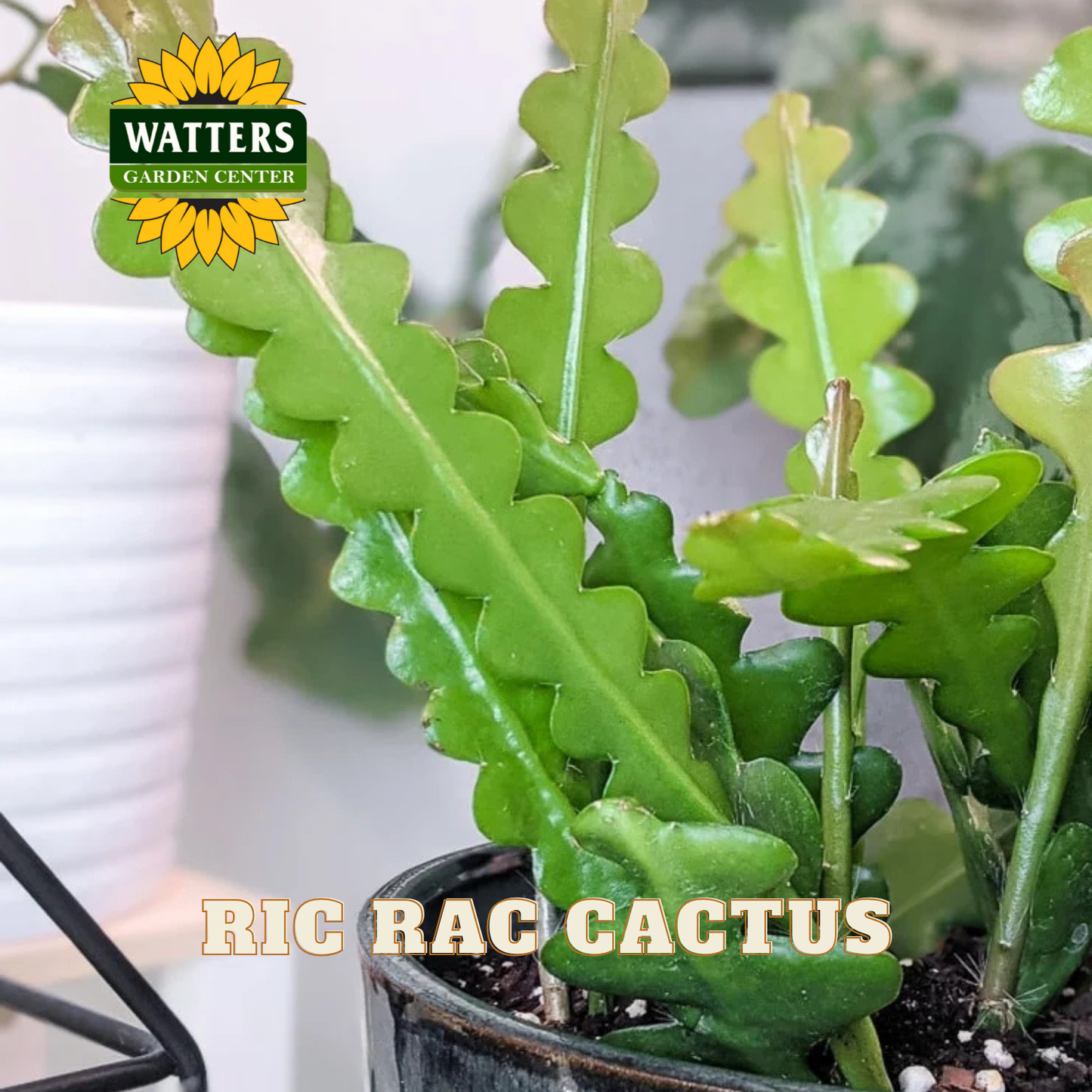 Potted Ric Rac Cactus with Watters Garden Center logo
