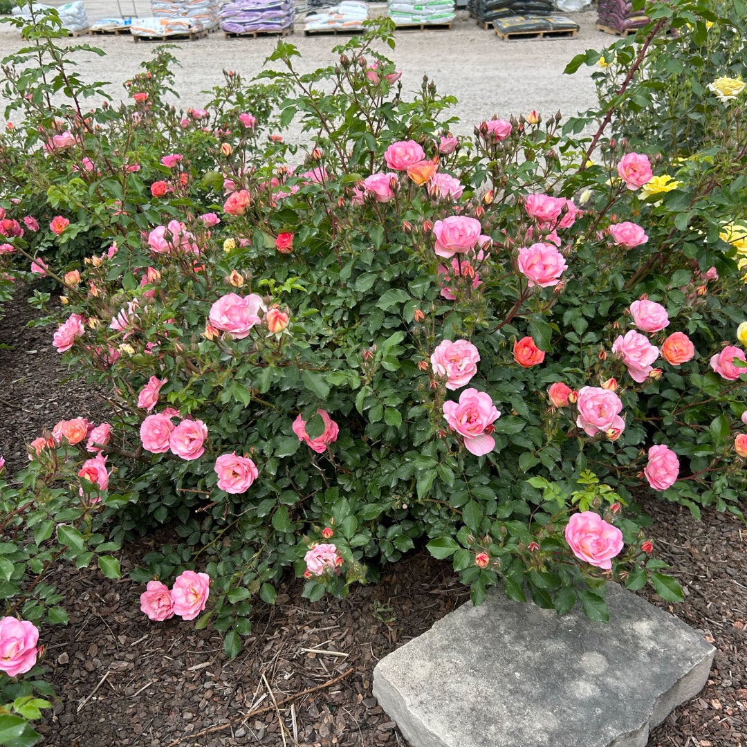 SUNRISE SUNSET EASY ELEGANCE ROSE 2gal