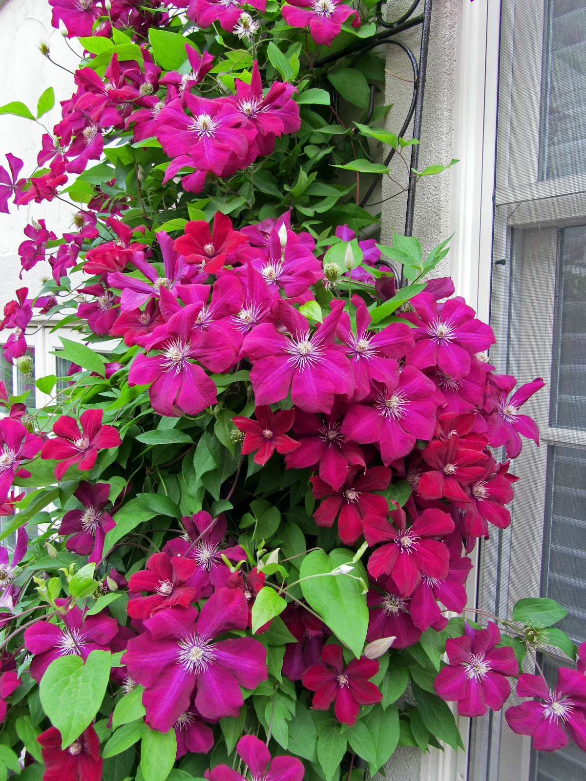 ROUGE CARDINAL CLEMATIS 1gal