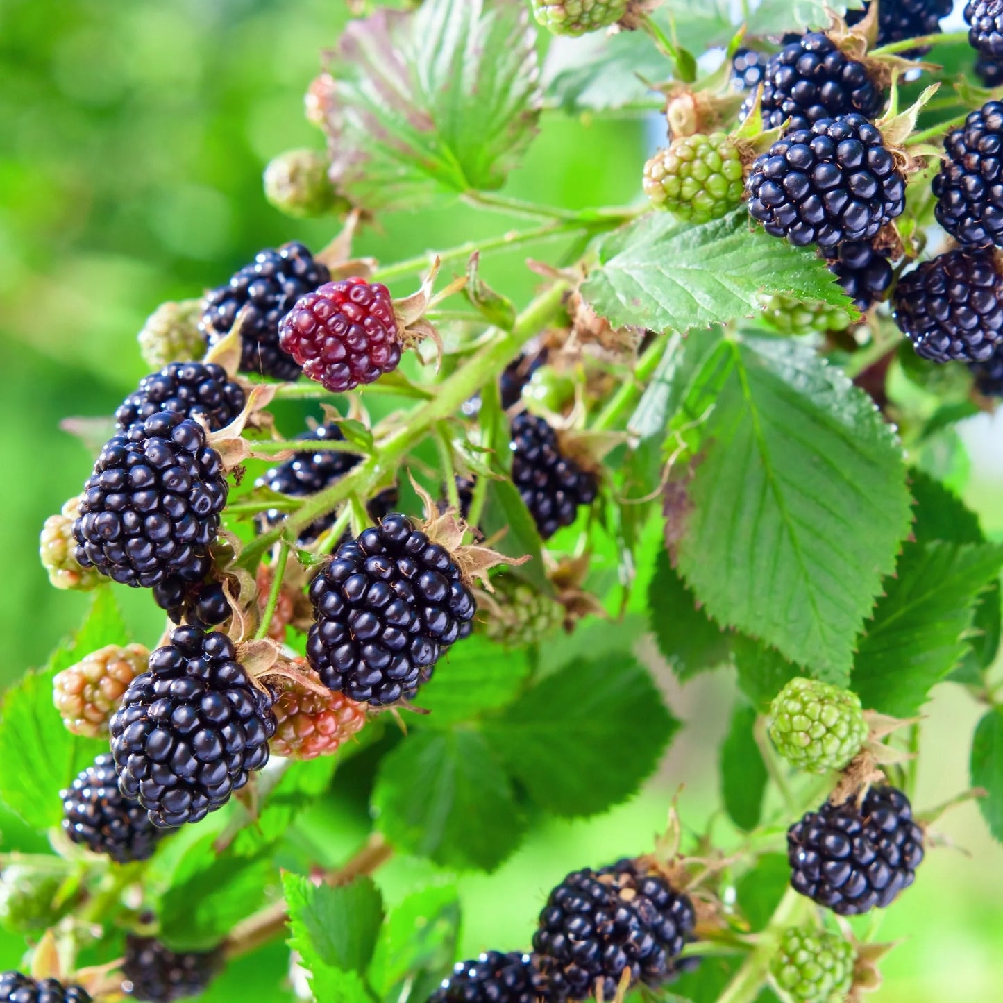 BLACK SATIN BLACKBERRY 1gal