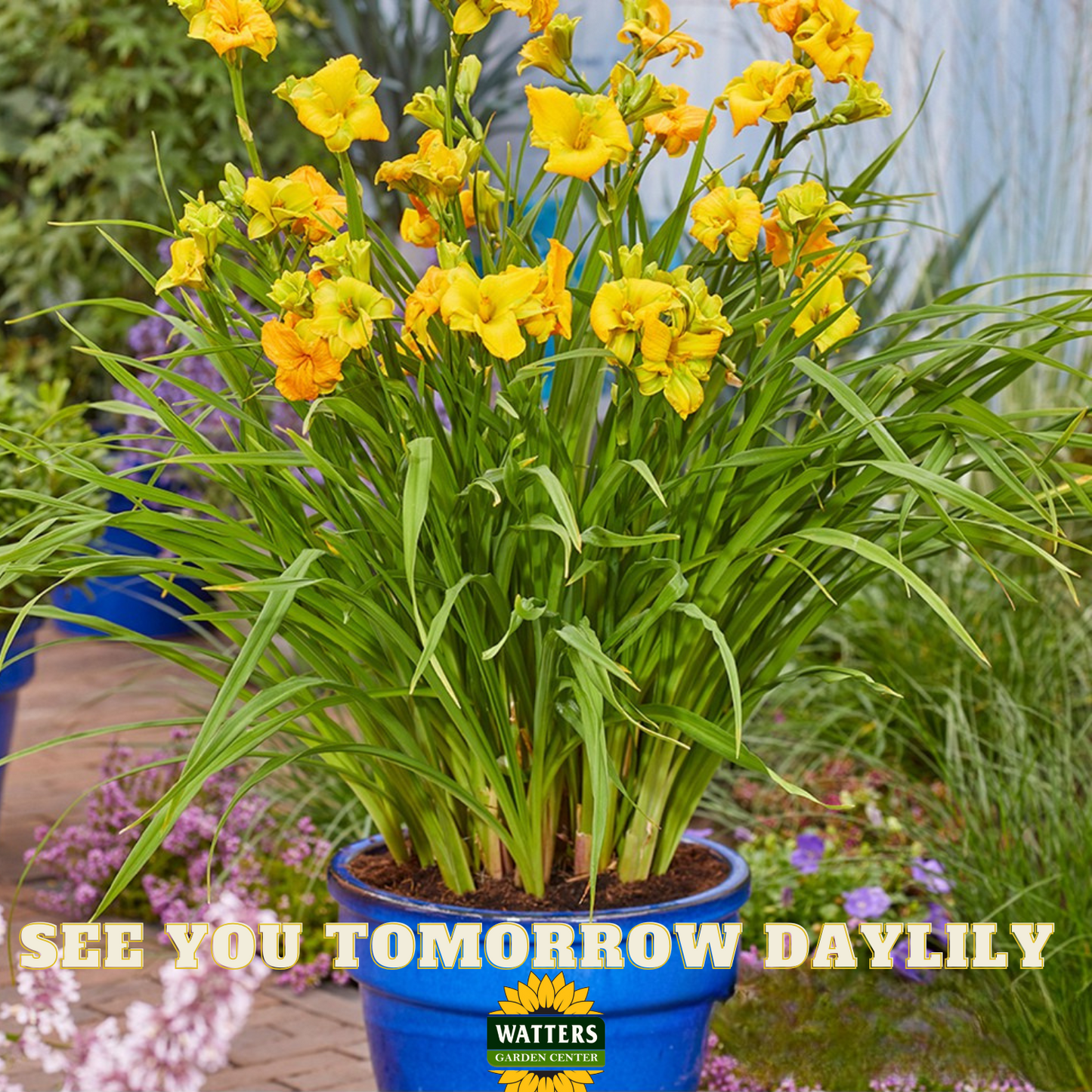 SEE YOU TOMORROW DAYLILY 1gal