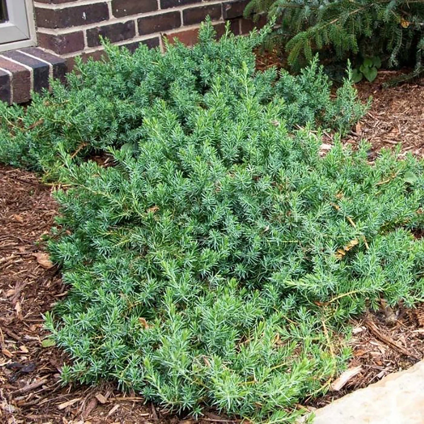 BLUE PACIFIC SHORE JUNIPER 2gal