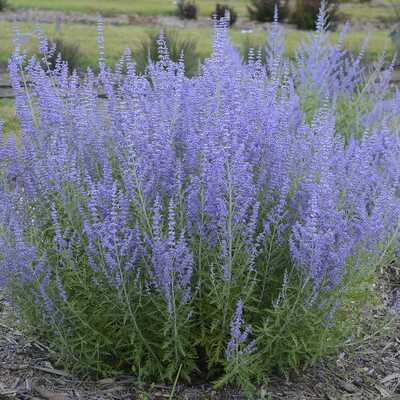 BLUE JEAN BABY RUSSIAN SAGE 1gal