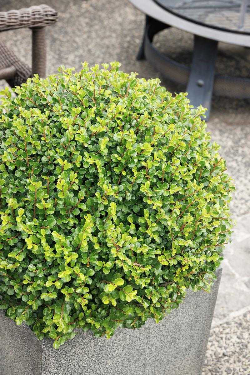SHEAR GENIUS COTONEASTER 2gal
