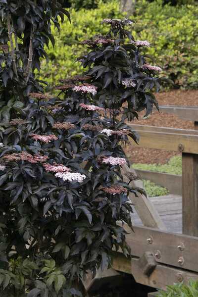 BLACK TOWER ELDERBERRY 2gal
