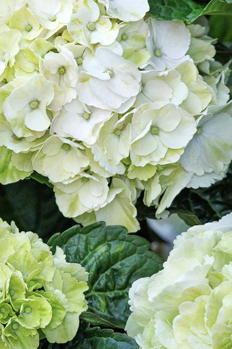 CAPE LOOKOUT HYDRANGEA 2gal