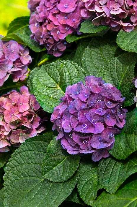 SEASIDE SERENADE NEWPORT HYDRANGEA 5gal