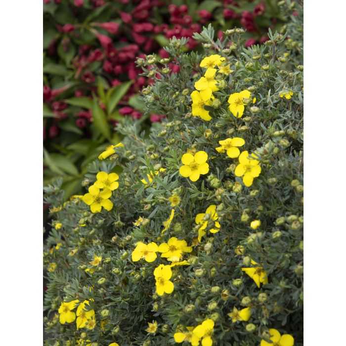 CHEESEHEAD POTENTILLA 1gal