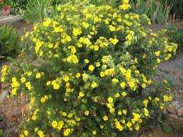 GOLDFINGER POTENTILLA 2gal