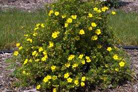 SUNSPOT GOLD POTENTILLA 2gal