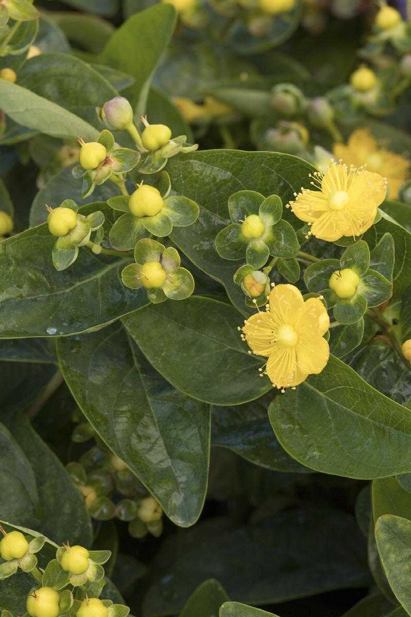 FLORALBERRY CHARDONNAY ST. JOHN'S WORT 2gal