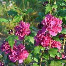FRENCH CABARET BLUSH ROSE OF SHARON 2gal
