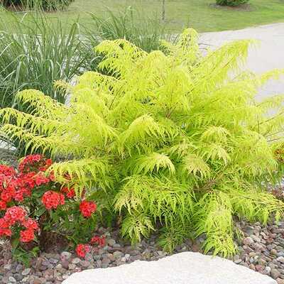TIGER EYES SUMAC 3gal