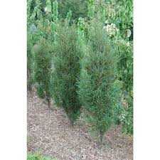 FINE LINE BUCKTHORN 3gal