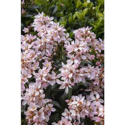 BALLERINA HAWTHORN 2gal