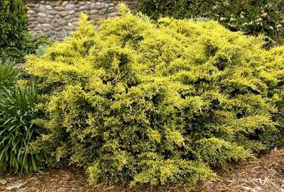 SEA OF GOLD JUNIPER 1gal