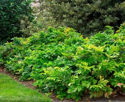 CREEPING OREGON GRAPE MAHONIA 2gal