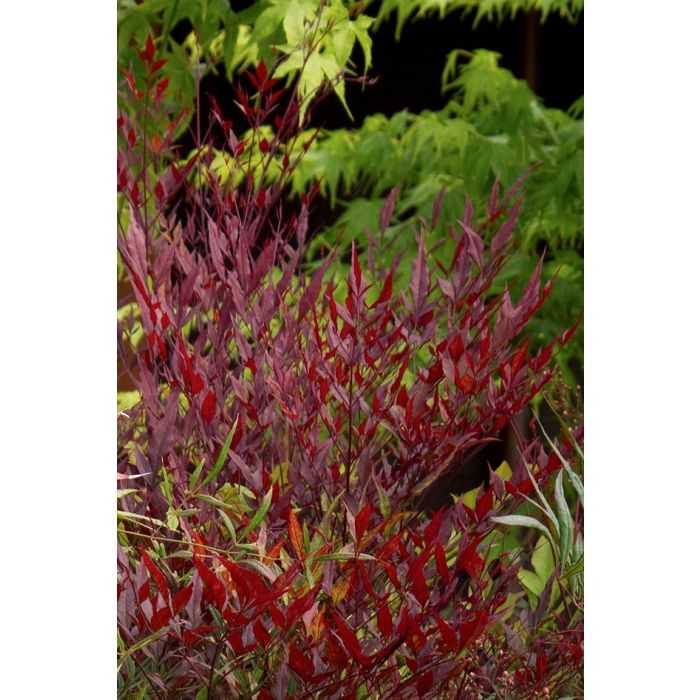 GULF STREAM NANDINA 5gal
