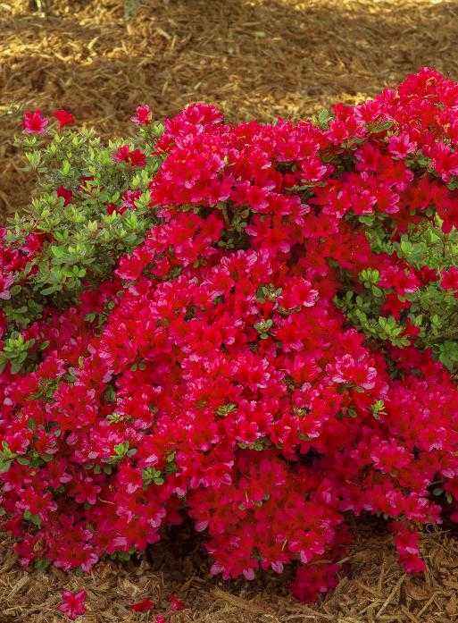 HINO CRIMSON AZALEA 2gal