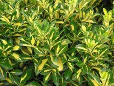 GOLD SPOT EUONYMUS 1gal