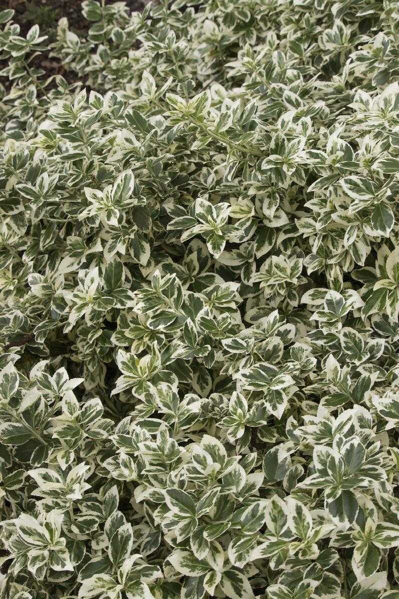 IVORY JADE EUONYMUS 2gal