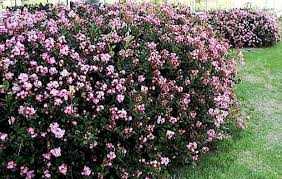 BALLERINA HAWTHORN 2gal