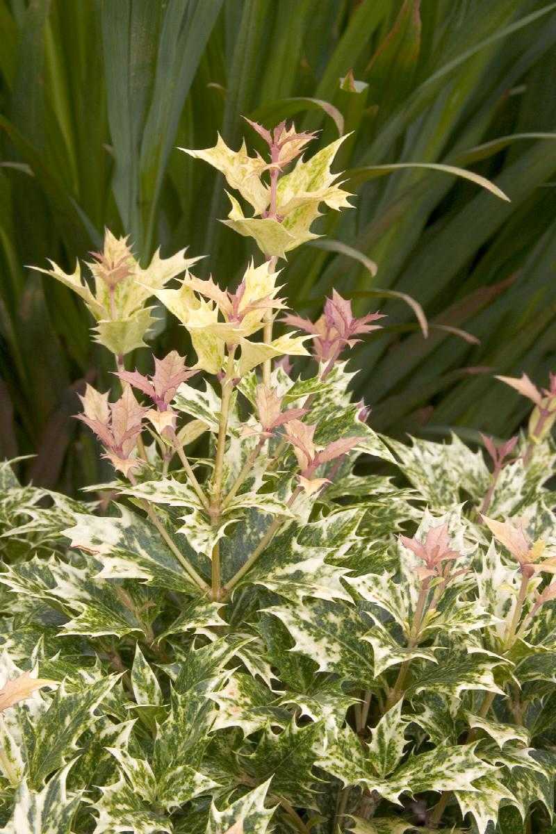 HOLLY FALSE GOSHIKI CONE 2 GAL.