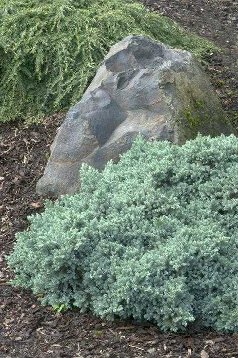 BLUE STAR JUNIPER 2gal