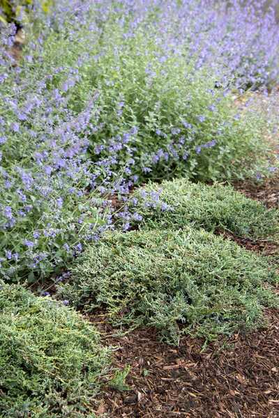 ICEE BLUE JUNIPER 1gal