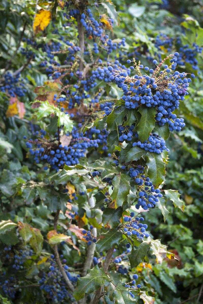 OREGON GRAPE MAHONIA 2gal