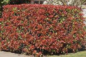 RED DYNAMO PHOTINIA 2gal