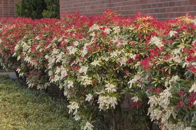 MOUNTAIN FIRE PIERIS 3gal