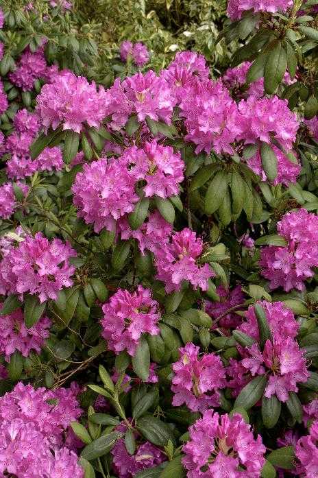 ROSEUM ELEGANS RHODODENDRON 2gal